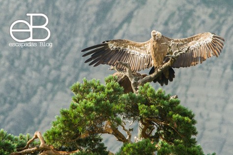 Buitre común (Gyps fulvus)