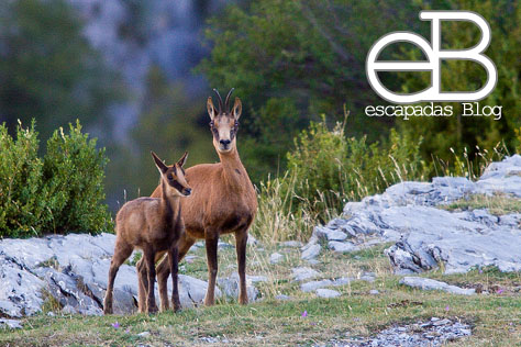 Rebeco (Rupicapra rupicapra)