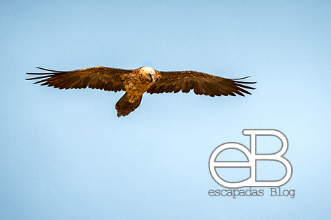 Quebrantahuesos (Gypaetus barbatus)