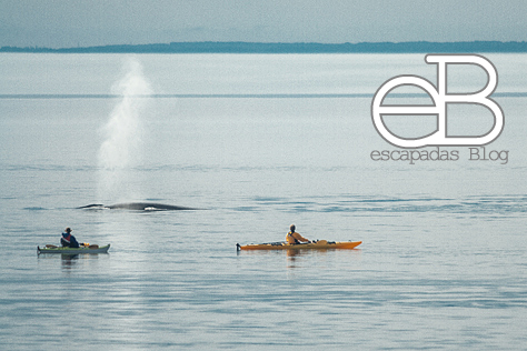 ¿O acercarse a las ballenas al amanecer...?