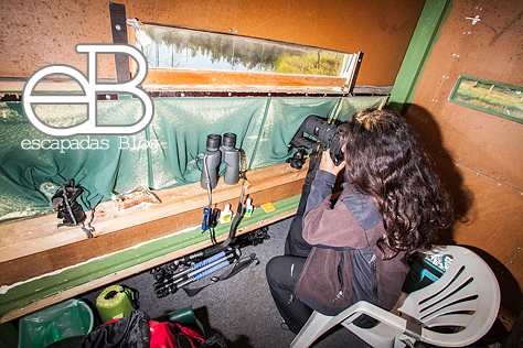 Fotografiando osos en Finlandia