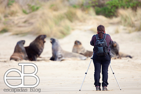 Y Joana fotografiando leones marinos. Esta vez la mochila era la peque, pero no siempre es así...